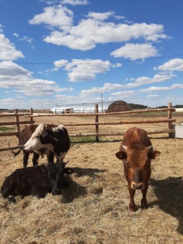 Кооператив «Азат» / Die Genossenschaft «Azat»