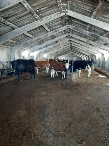 ТОО «Енбек» / Der Betrieb «Enbek»-2020